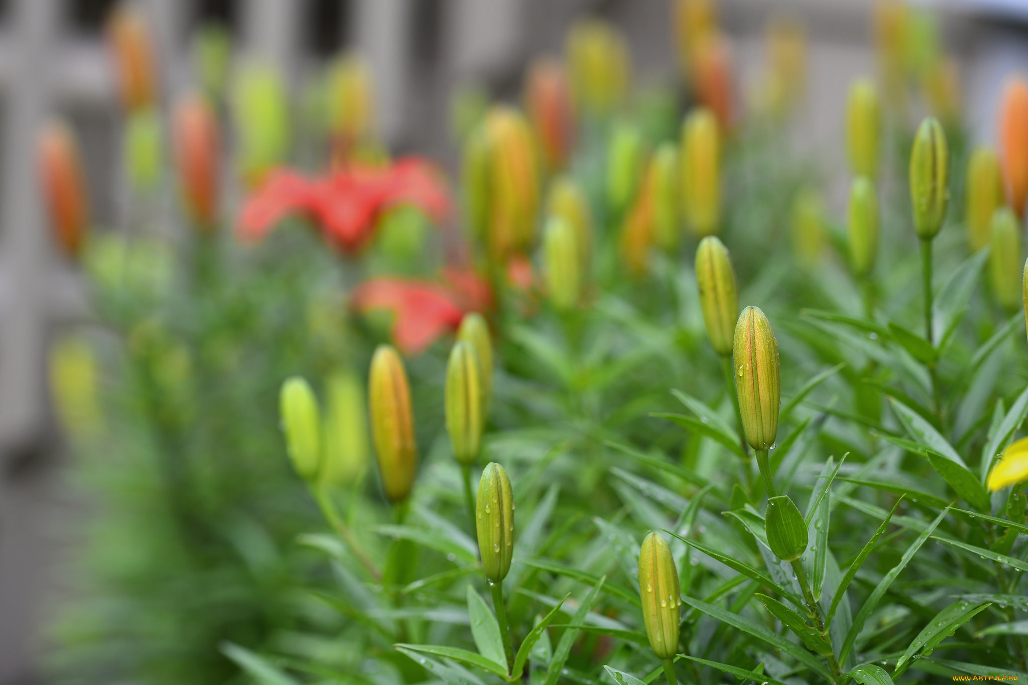 , ,  , petals, , , bloom, lily